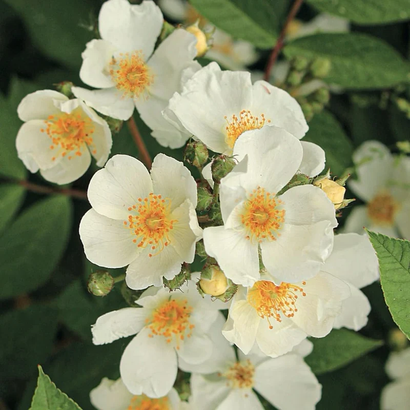 Ramblerrose 'Natura Siluetta'® Weiß