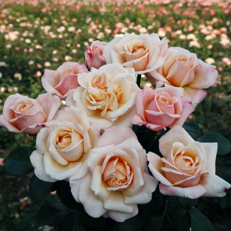 Edelrose 'Oh Happy Day'® Creme-Apricot