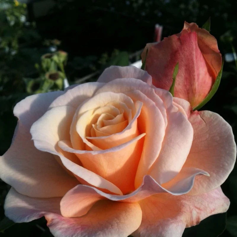 Edelrose 'Oh Happy Day'® Creme-Apricot