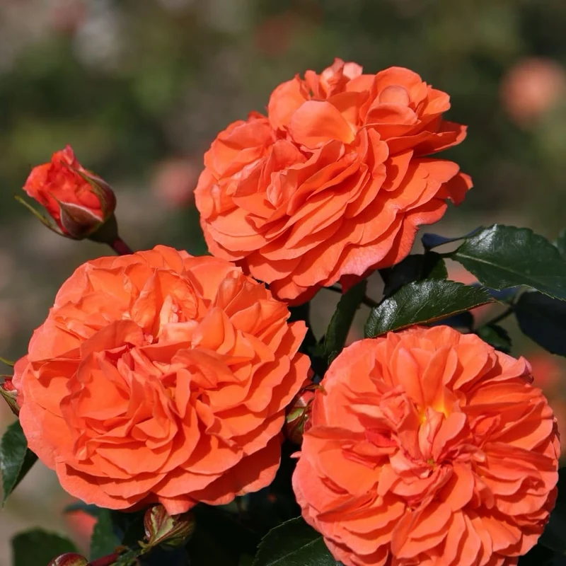 Beetrose 'Orangerie'® Orange