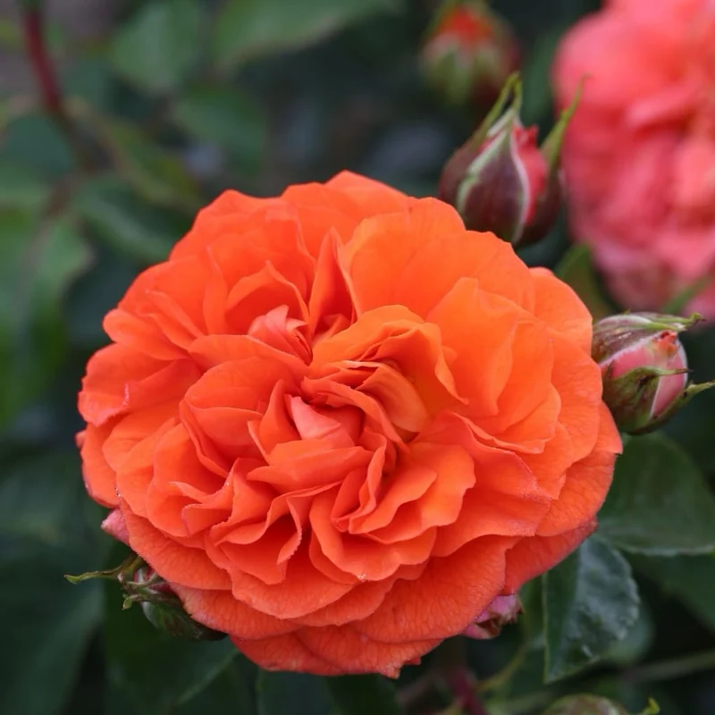 Beetrose 'Orangerie'® Orange