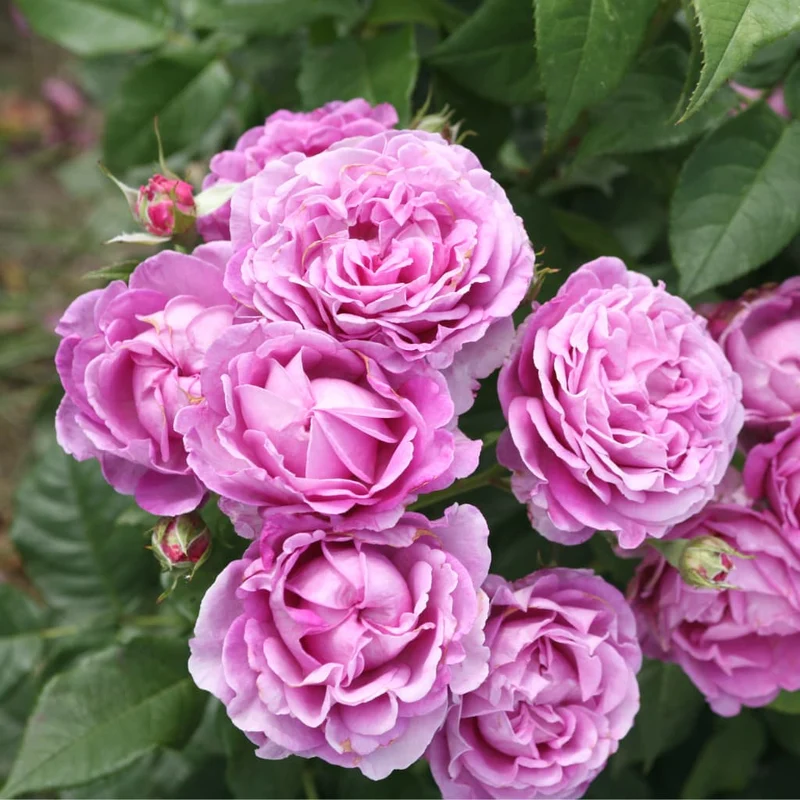 Edelrose Parfuma® 'Carmen Würth' Pink-Violett