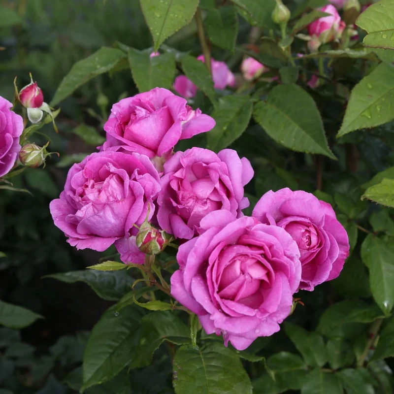 Edelrose Parfuma® 'Carmen Würth' Pink-Violett