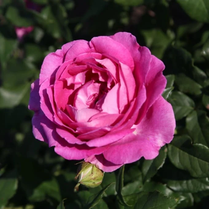 Edelrose Parfuma® 'Carmen Würth' Pink-Violett