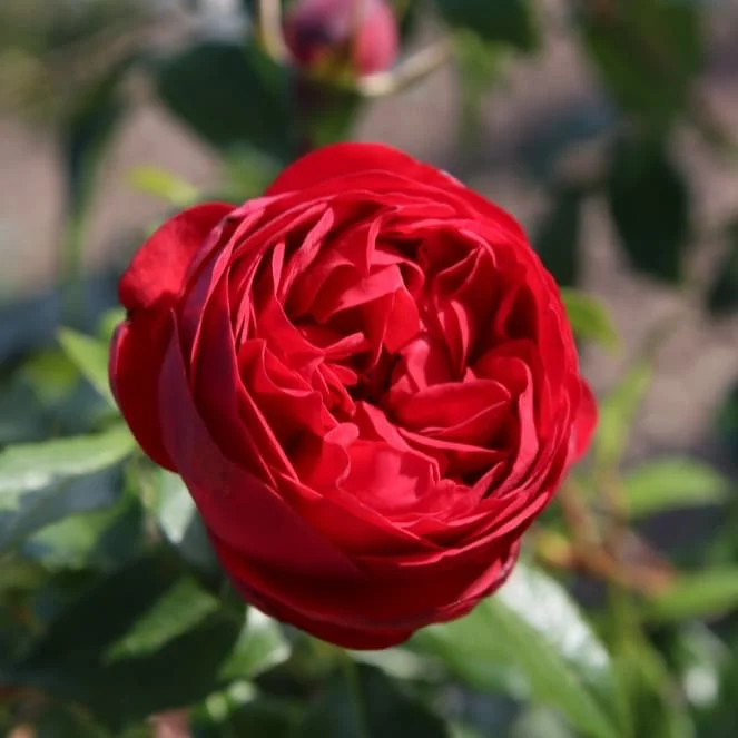 Beetrose 'Out of Rosenheim'® Rot