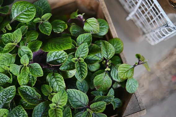 Classic Mint Seeds – Premium Varieties for Fresh Culinary & Herbal Gardens