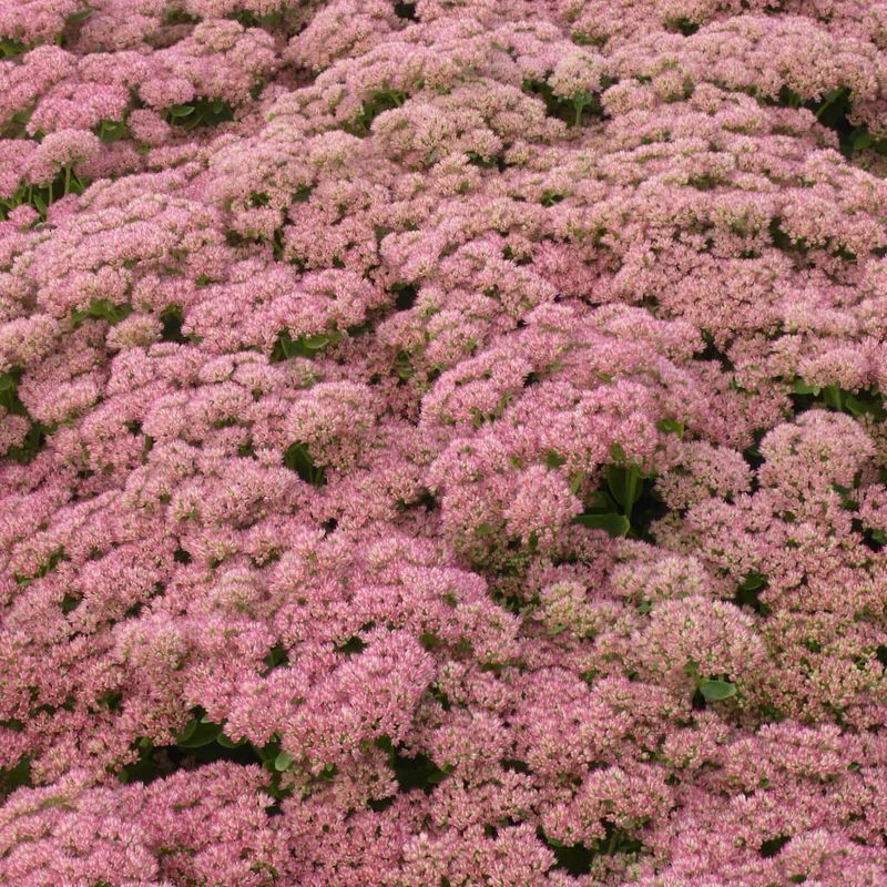 Hohes-Fettblatt 'Herbstfreude' Rot
