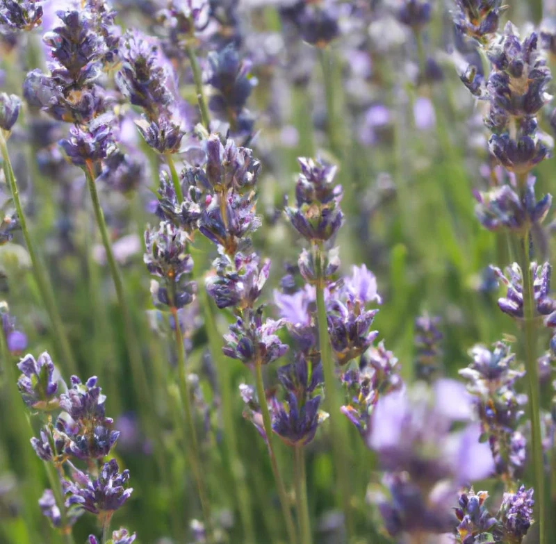 Heirloom Lavender Seeds – Classic Fragrant Variety for Gardens & Borders