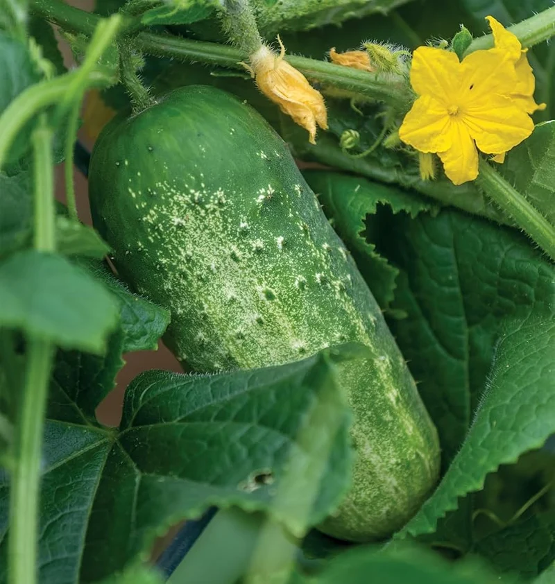 Picklebush Cucumber Seeds – Compact & High-Yielding - Ideal for Small Gardens & Pickling