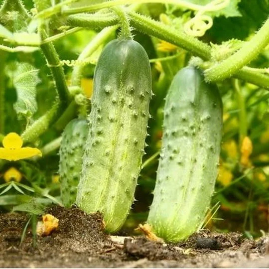Picklebush Cucumber Seeds – Compact & High-Yielding - Ideal for Small Gardens & Pickling