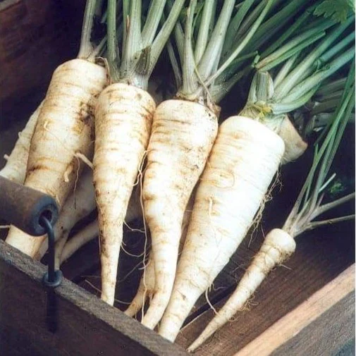 Arat Parsley Seeds – Premium Quality, Organic & Non-GMO Herb Seeds for Fresh Culinary & Garden Planting