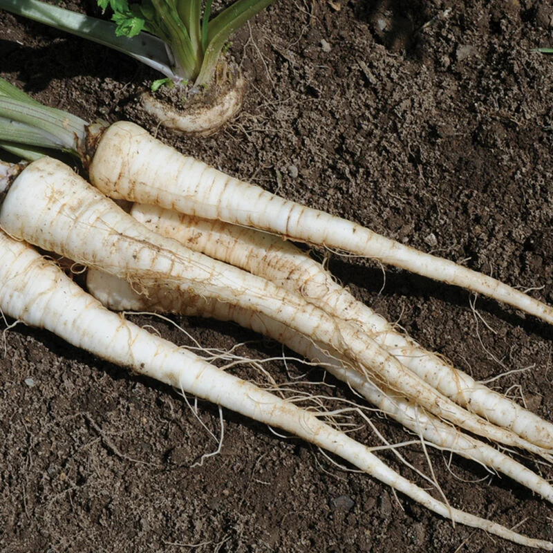 Arat Parsley Seeds – Premium Quality, Organic & Non-GMO Herb Seeds for Fresh Culinary & Garden Planting