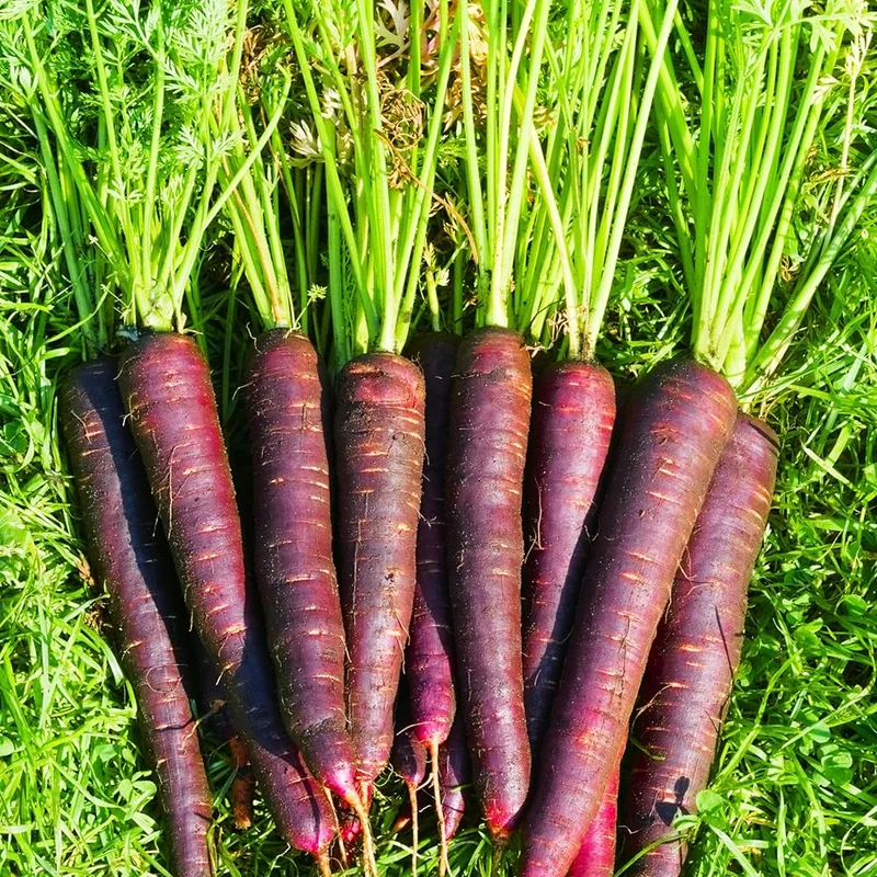 Purple Haze Carrot Seeds – Unique Heirloom Variety for Vibrant Harvests
