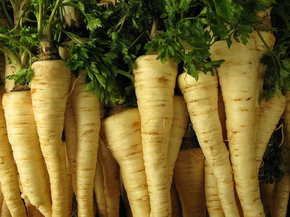 Berlin Root Parsley Seeds – Heirloom Variety, Flavorful & Nutritious, Easy to Grow