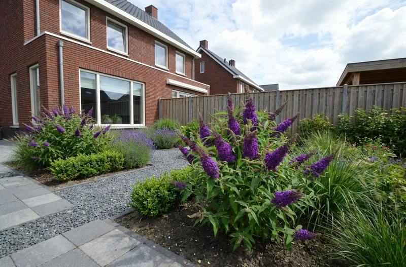 Schmetterlingsstrauch (Buddleja davidii Butterfly Candy® Little Purple)