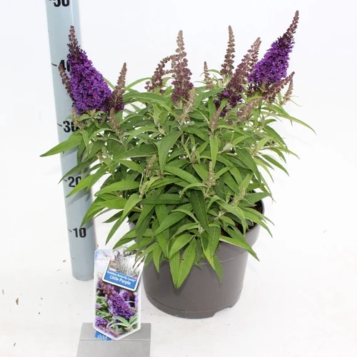Schmetterlingsstrauch (Buddleja davidii Butterfly Candy® Little Purple)