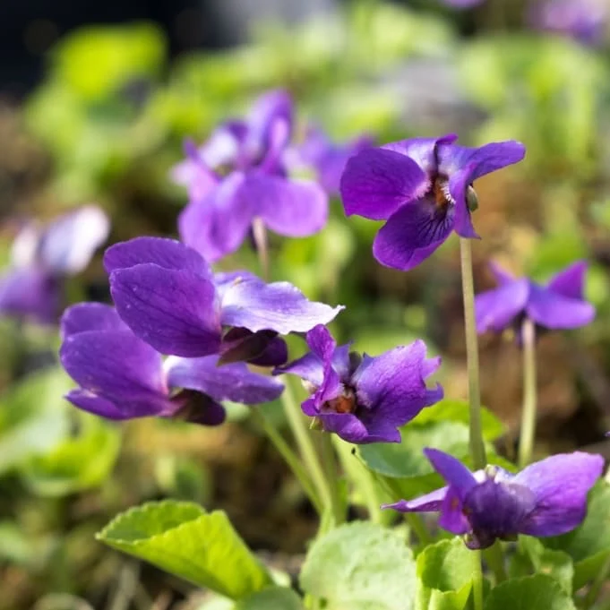 Duft-Veilchen 'Königin Charlotte' Violett