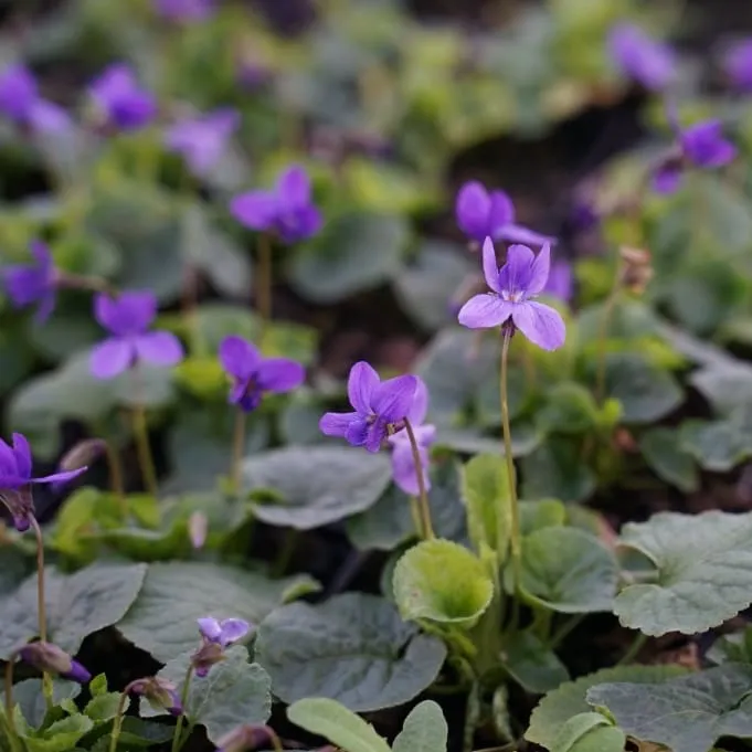 Duft-Veilchen 'Königin Charlotte' Violett