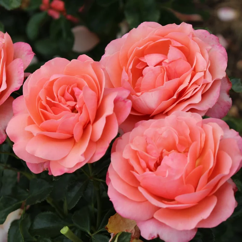 Beetrose 'Coral Lions-Rose'® Apricot-Lachsorange