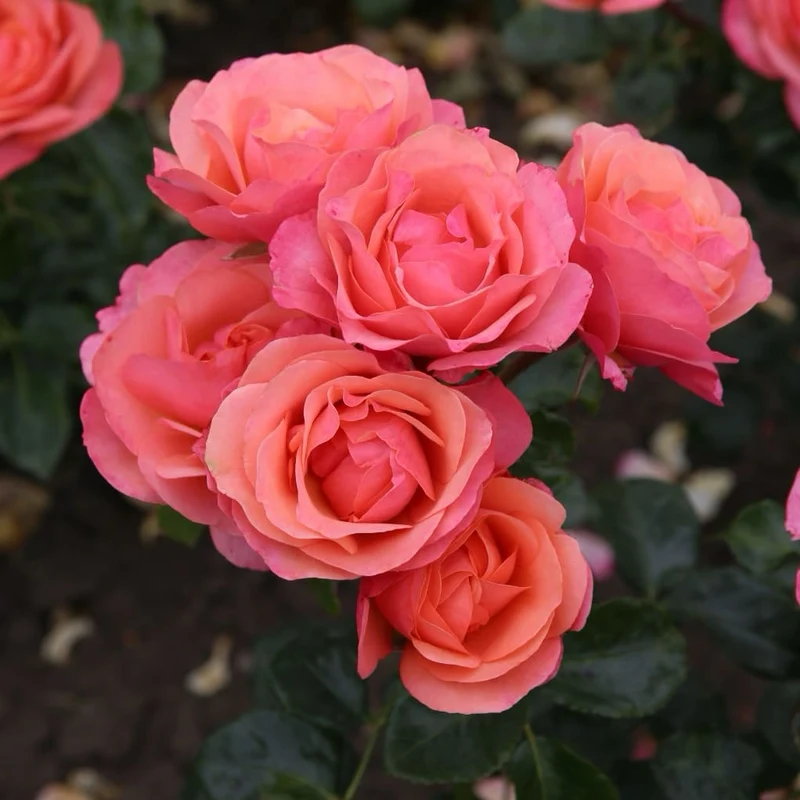 Beetrose 'Coral Lions-Rose'® Apricot-Lachsorange
