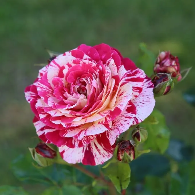 Beetrose 'Abracadabra'® Rot-Weiß-Gelb