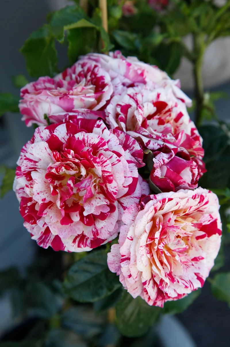 Beetrose 'Abracadabra'® Rot-Weiß-Gelb