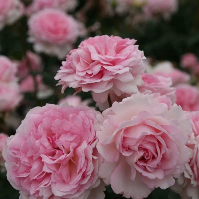 Strauchrose 'Alexandra® - Princesse de Luxembourg' Rosa