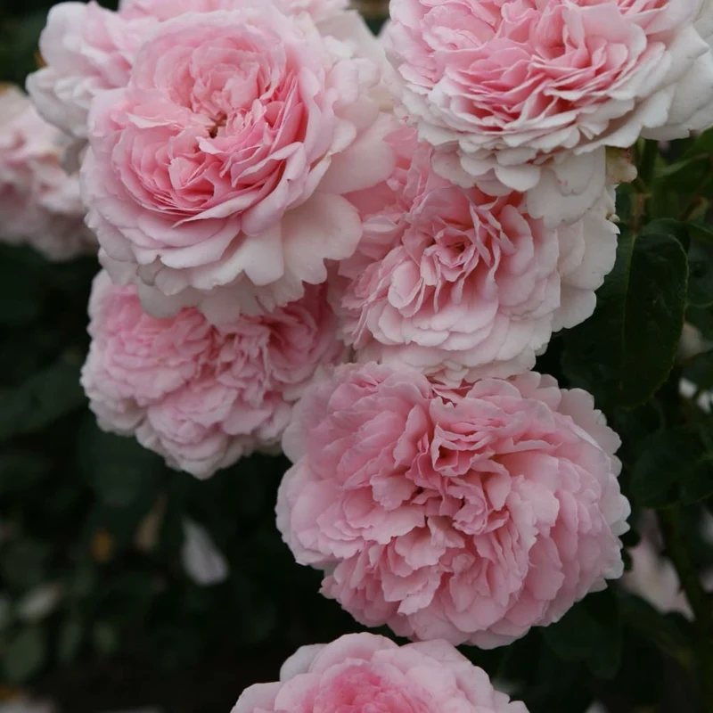 Strauchrose 'Alexandra® - Princesse de Luxembourg' Rosa