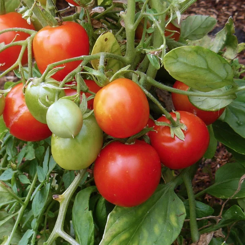 Cold Climates Tomato Seeds – Hardy & Flavorful Varieties for Shorter Growing Seasons