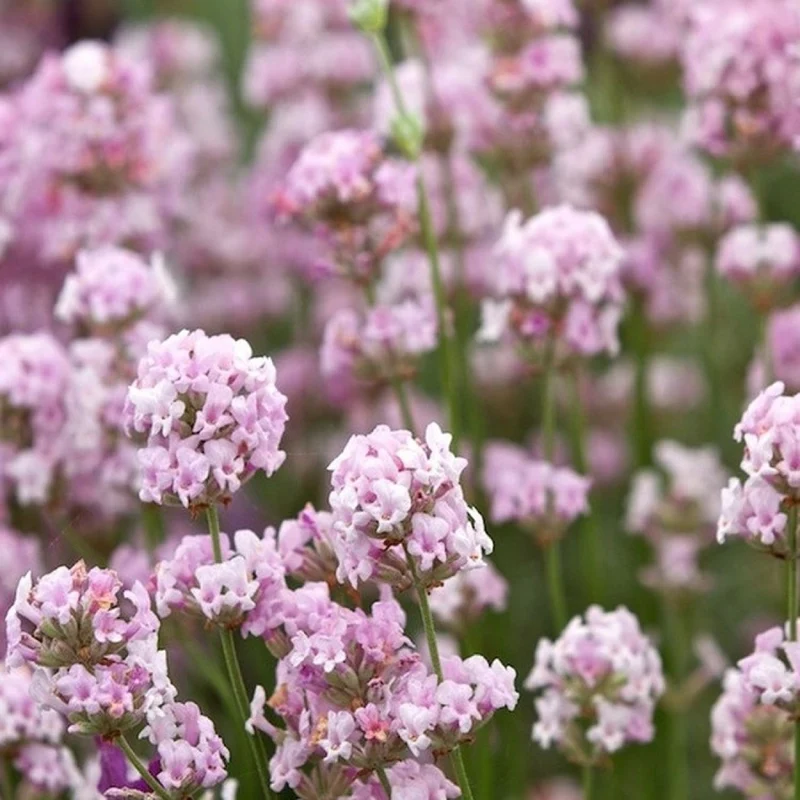 Rose Pink Lavender Seeds – Elegant Fragrant Blooms for Gardens & Bouquets
