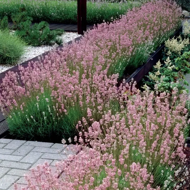 Rose Pink Lavender Seeds – Elegant Fragrant Blooms for Gardens & Bouquets