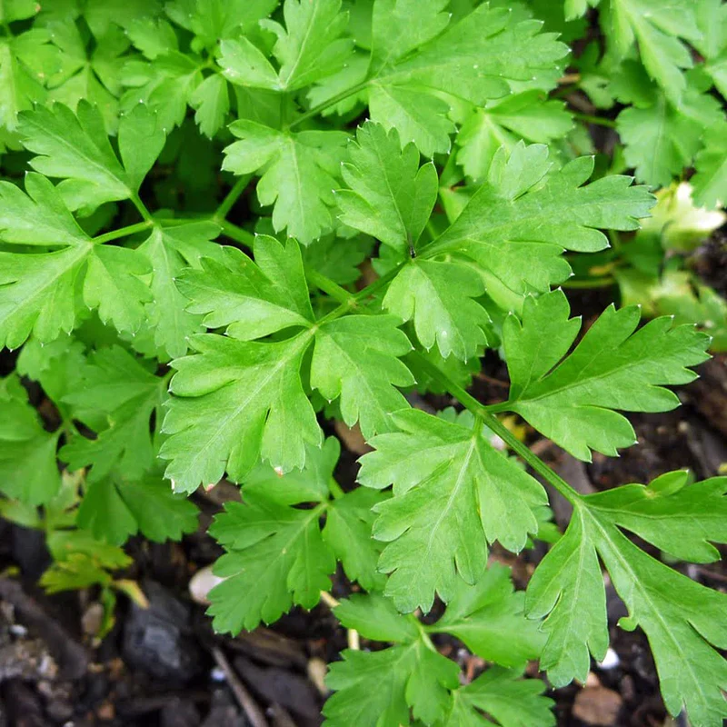Italian Flat-Leaf Parsley Seeds – Heirloom, Non-GMO, Premium Culinary Herb