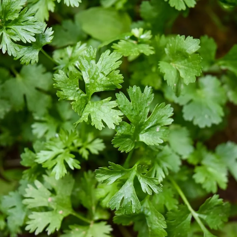 Italian Flat-Leaf Parsley Seeds – Heirloom, Non-GMO, Premium Culinary Herb