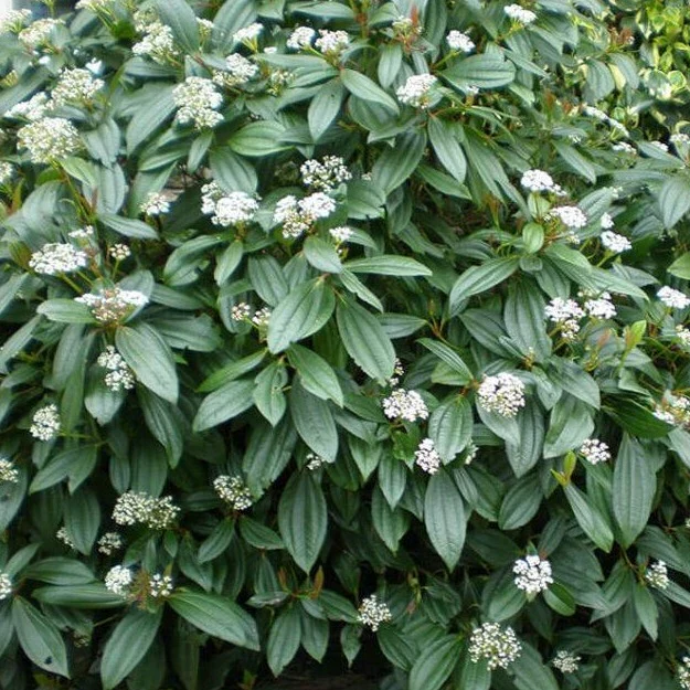Schneeball (Viburnum davidii)