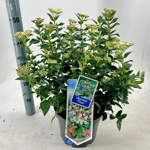 Immergrüner Schneeball (Viburnum tinus)