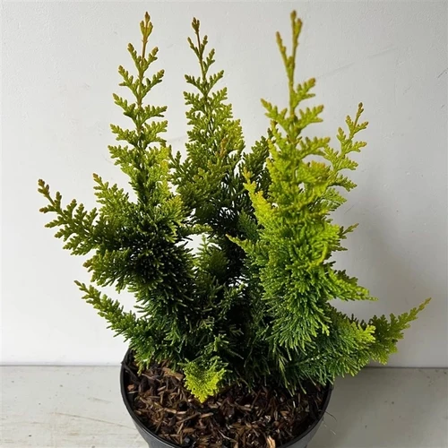 Scheinzypresse (Chamaecyparis obt. 'Teddy Bear')
