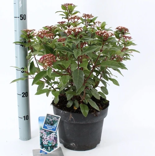 Schneeball (Viburnum tinus Spirit)