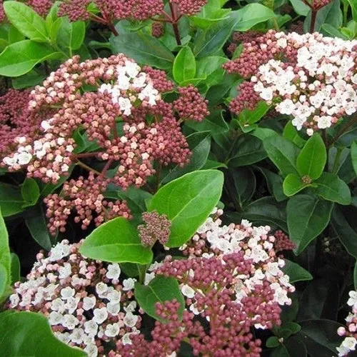 Schneeball (Viburnum tinus Lisarose)