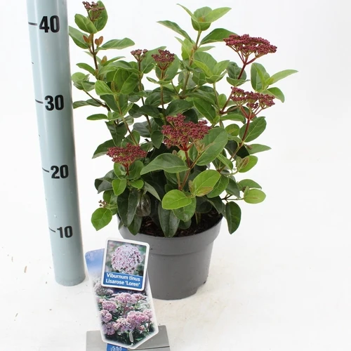 Schneeball (Viburnum tinus Lisarose)