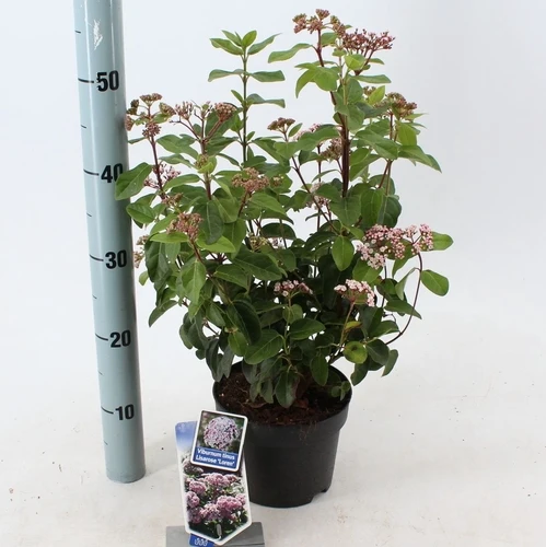 Schneeball (Viburnum tinus Lisarose)