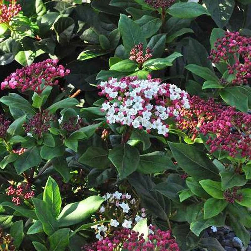 Schneeball (Viburnum tinus 'Gwenllian')