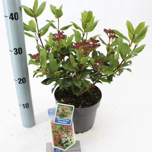 Schneeball (Viburnum tinus 'Gwenllian')