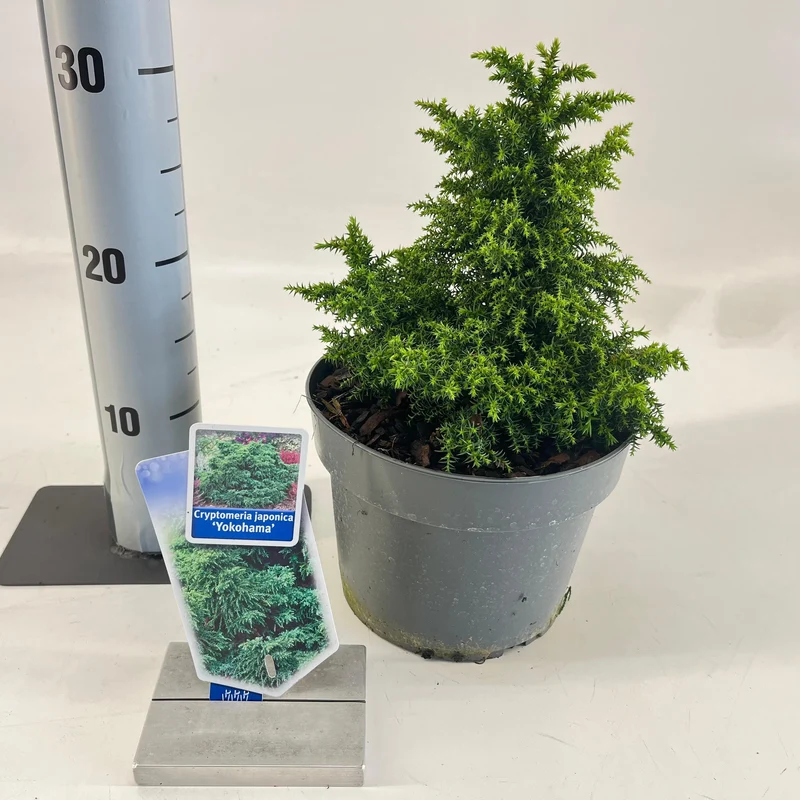 Japanische Zeder (Cryptomeria j. 'Yokohama')