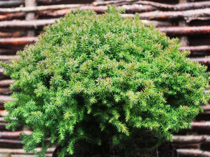 Japanische Zeder (Cryptomeria j. 'Compressa')