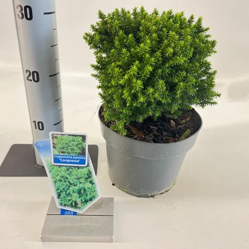 Japanische Zeder (Cryptomeria j. 'Compressa')