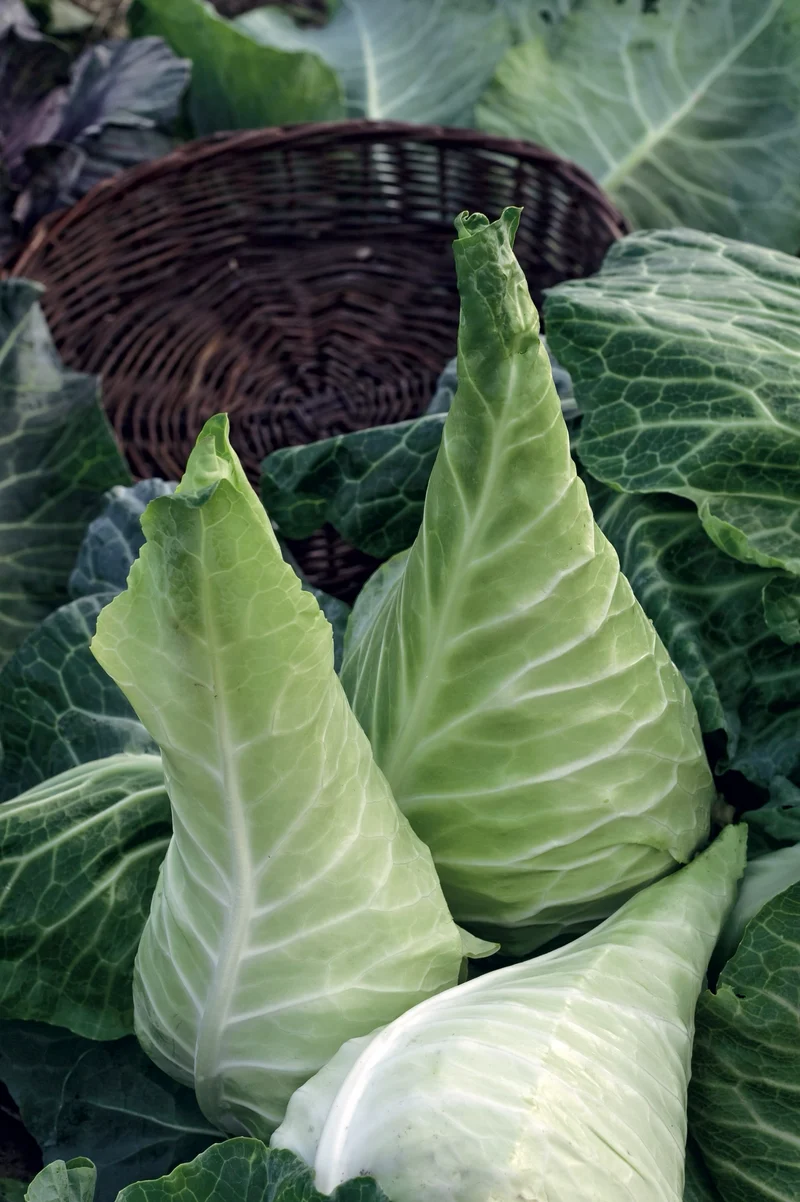 Bio-Weißkohl 'Filderkraut' Spät