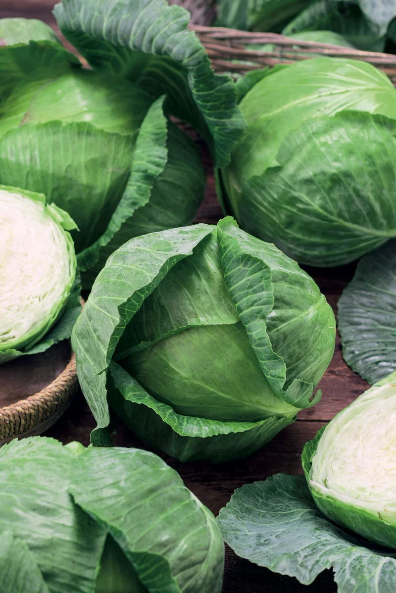 Bio-Weißkohl 'Oststeirerkraut'