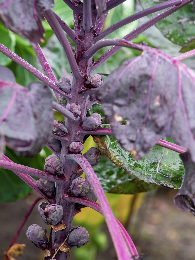 Bio-Rosenkohl 'Rubine'