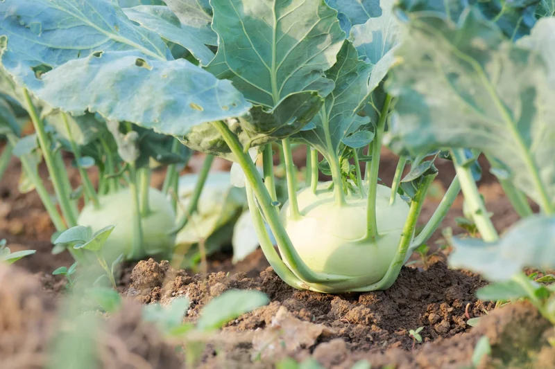 Bio-Kohlrabi 'Noriko'