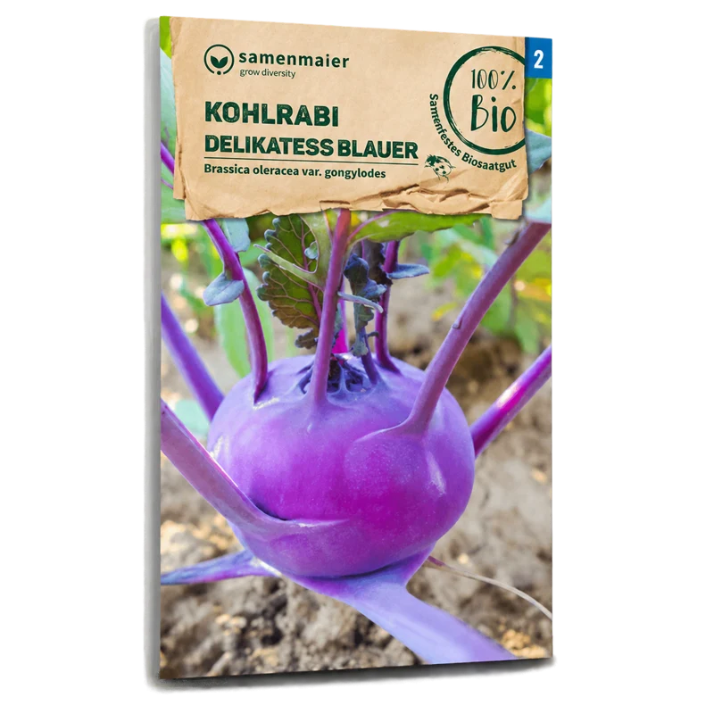 Bio-Kohlrabi 'Blauer Delikatess' Früh